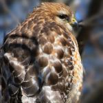 2025年最新开奖信息查询与结果公布 1r29715pg8