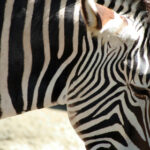 Google彩票开奖查询:最新官方开奖结果实时更新 66vecw3w6g