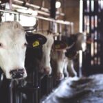 2025年春节彩票开奖结果即将揭晓 7g39e