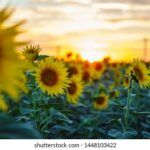 2025年最新开奖神器app官方正版下载 7z6uhbji5