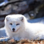 2025年排列五开奖记录完整版最新数据查询 9ue5el